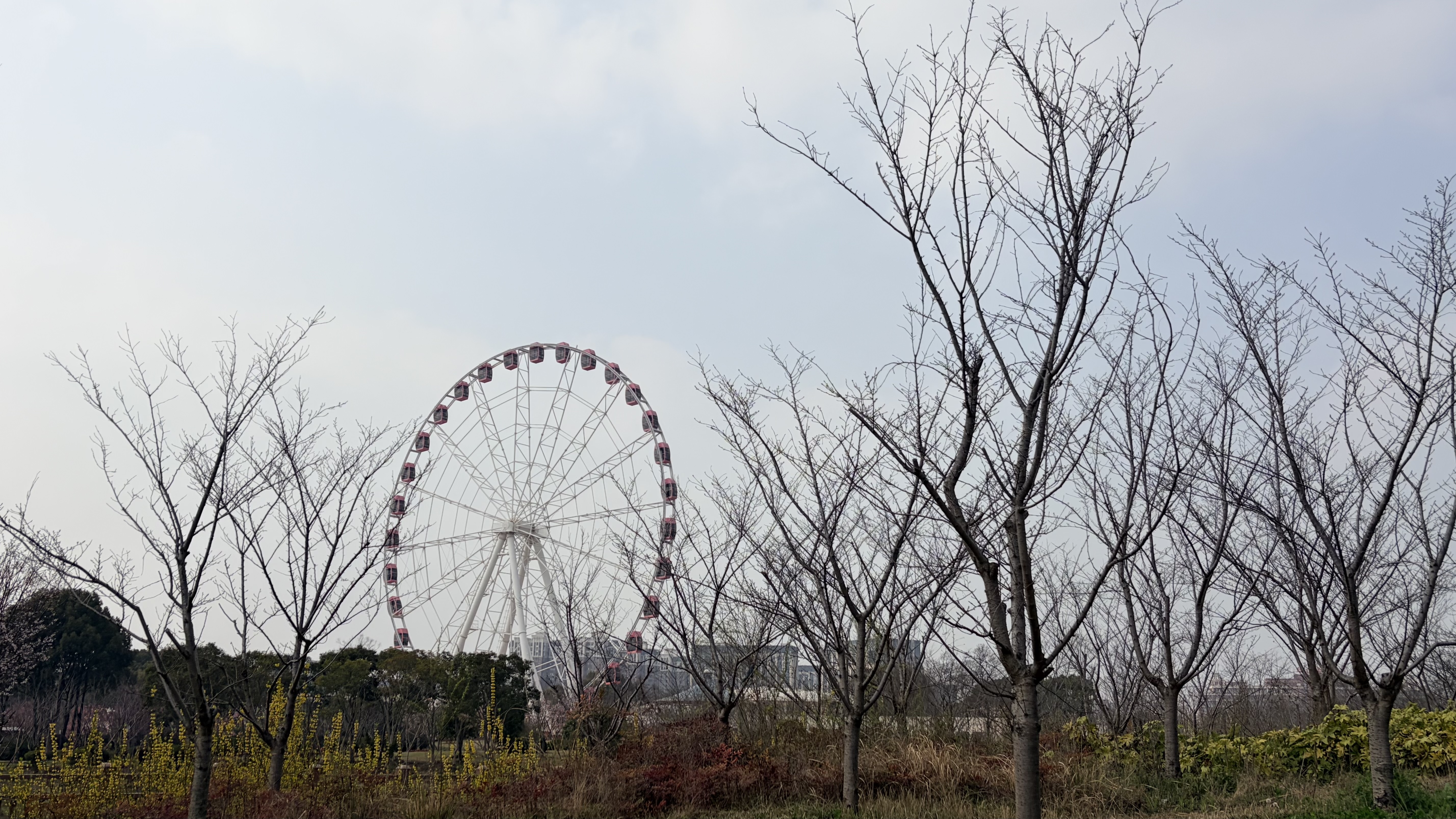 上海-冬日树林旁的摩天轮.jpeg