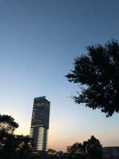 上海-夜色高楼灯火与树梢剪影