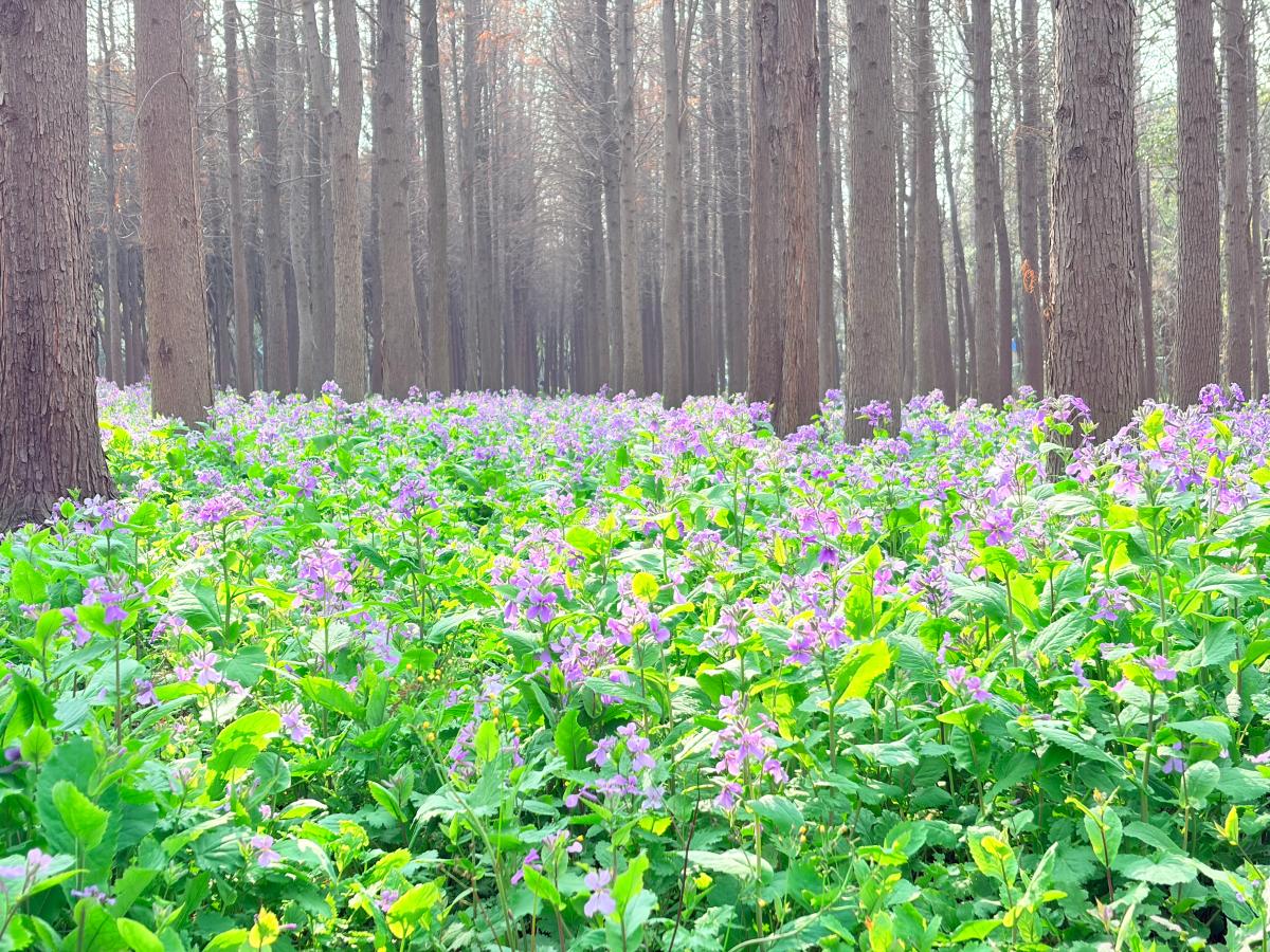 上海-林间紫色小花铺满草地.jpeg