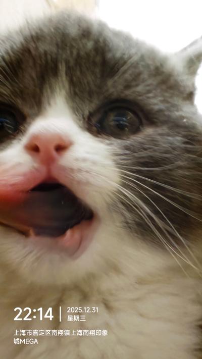 上海-灰白小猫张嘴特写