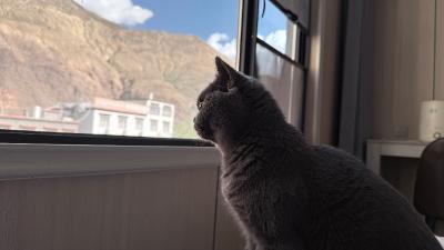 八宿-酒店窗边的蓝猫_3