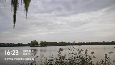 北京-湖边的芦苇与阴天