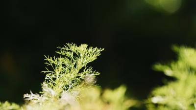 南宁-嫩绿枝叶在暗色背景前舒展