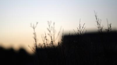 南宁-暮光中草叶勾勒朦胧轮廓