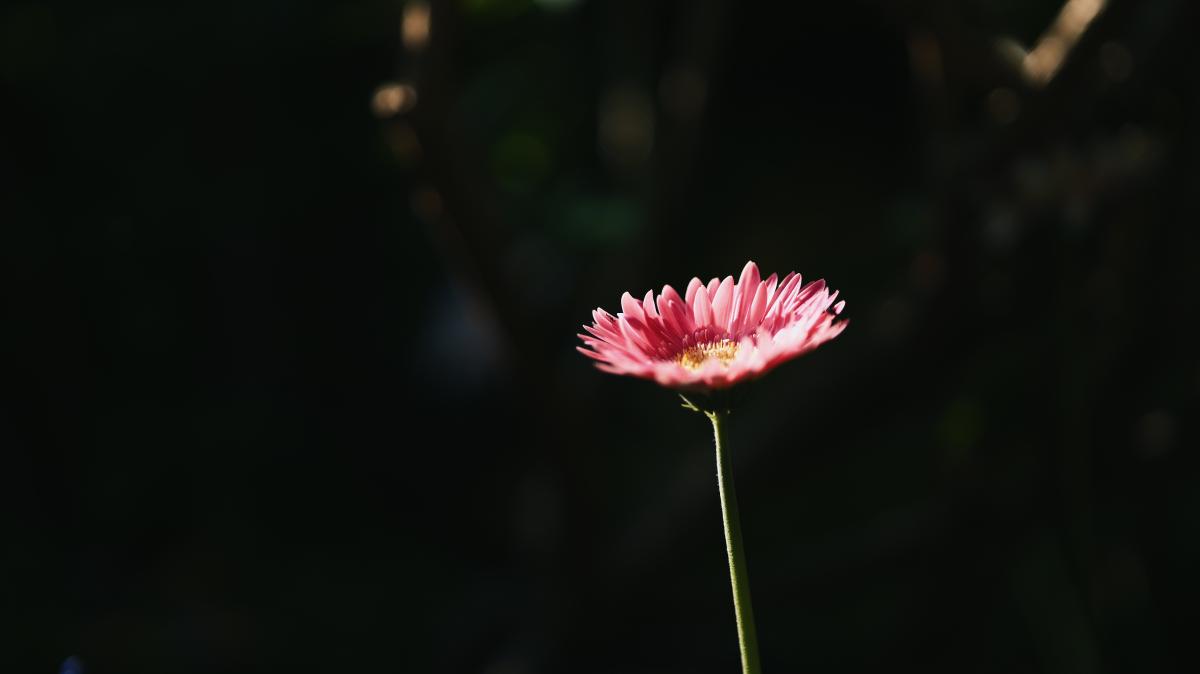 嘉定-一朵粉色小花在暗影中盛开.jpeg