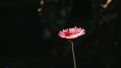 嘉定-一朵粉色小花在暗影中盛开
