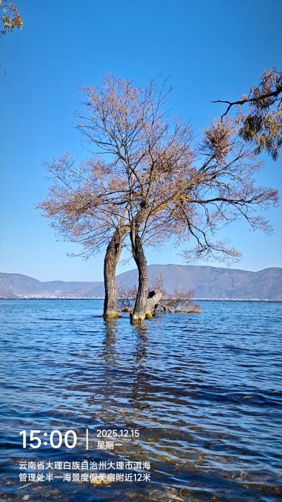 大理-洱海中的孤树_2