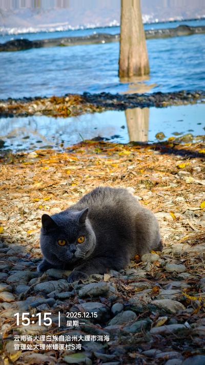 大理-湖边落叶上的蓝猫_5