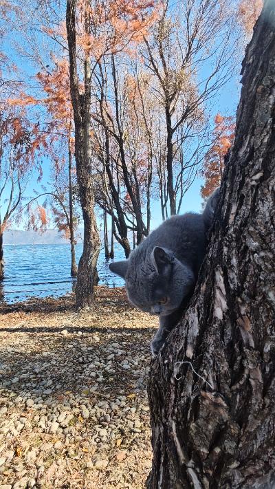 大理-蓝猫攀在洱海水杉树干上
