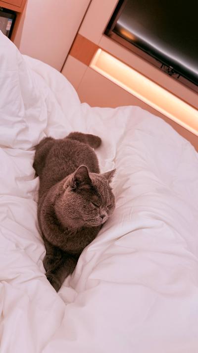 太原-被子上的蓝猫
