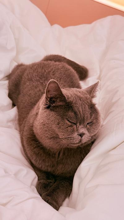 太原-被子里睡觉的蓝猫