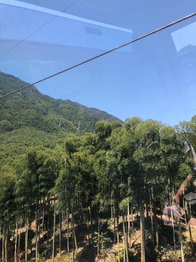 安吉-缆车窗外的竹林山坡_2