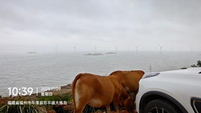 平潭-海边吃草的黄牛_2