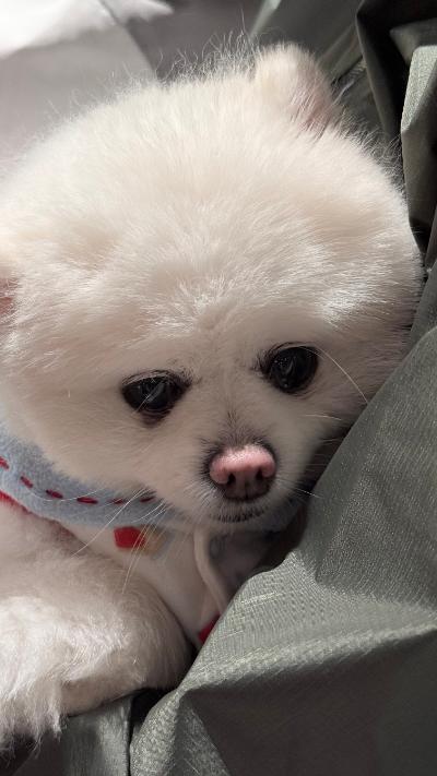 康定-白色博美犬依偎在衣物间