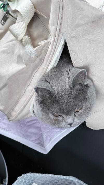 徐闻-包里熟睡的蓝猫
