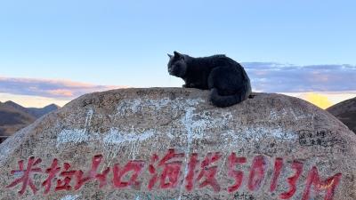 拉萨·米拉山口-黑猫卧在五千米高原石碑上