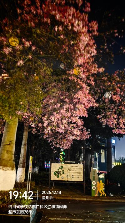 攀枝花-夜晚盛开的樱花树