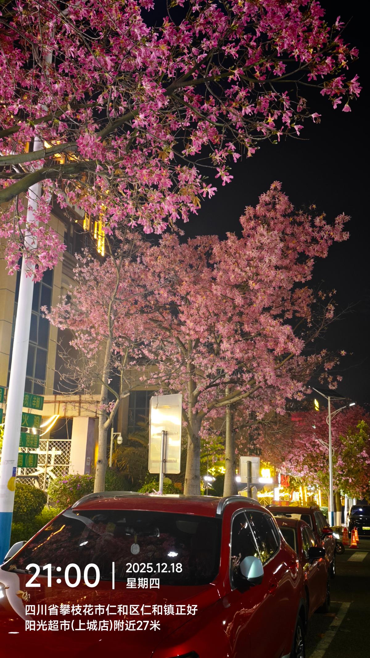 攀枝花-路边的樱花树与汽车.jpg