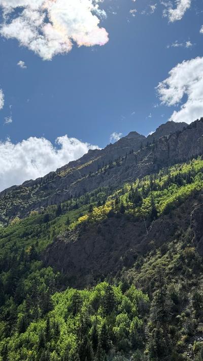 林芝-阳光下的青翠山坡_2