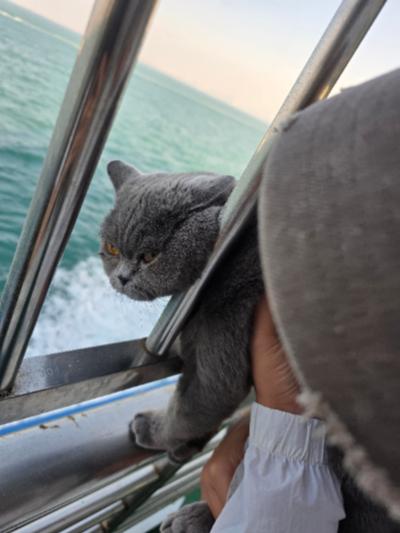 海口-船上抱着的蓝猫_2