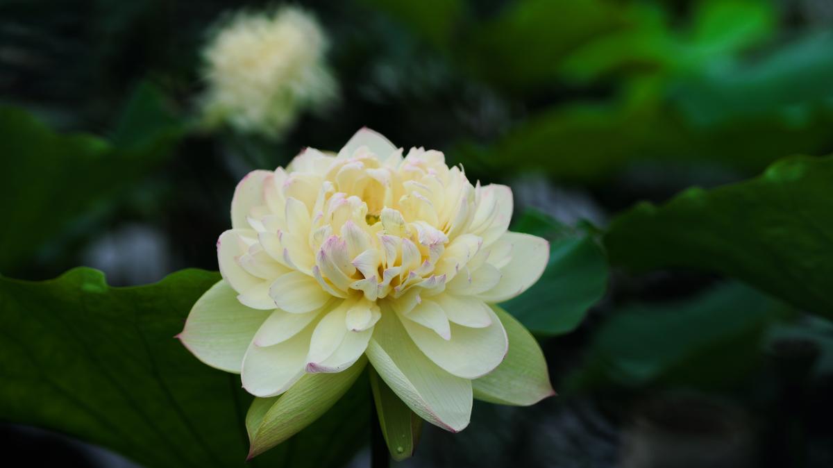 淡黄重瓣荷花特写.JPG