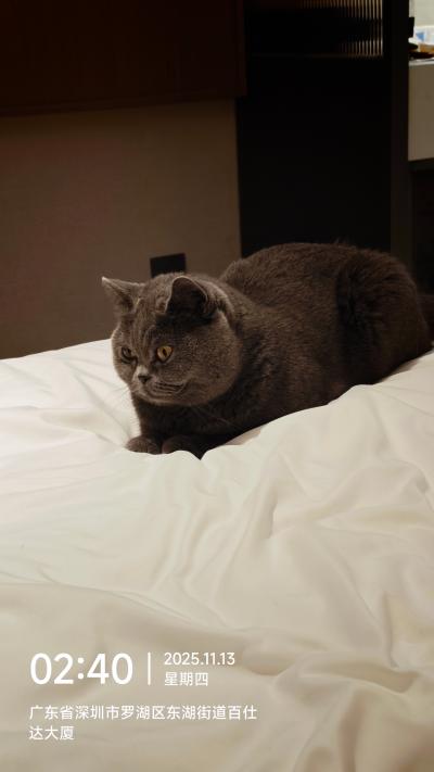 深圳-床上趴着的蓝猫