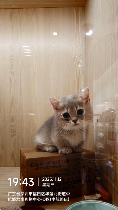 深圳-箱子上的小奶猫