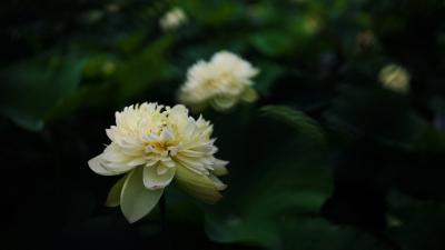 深绿背景中的淡黄重瓣荷花
