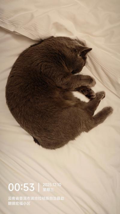 澜沧-床上睡觉的蓝猫_2