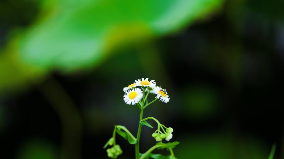 白色小雏菊上采蜜的蜜蜂.JPG