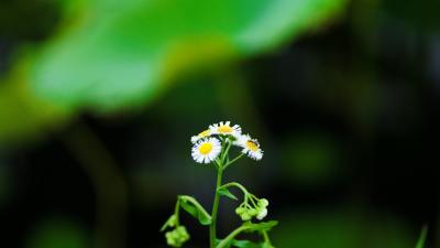 白色小雏菊上采蜜的蜜蜂
