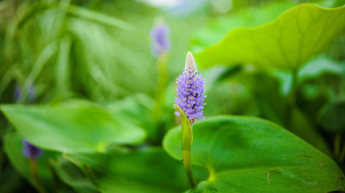 盛开的紫色梭鱼草花穗.JPG