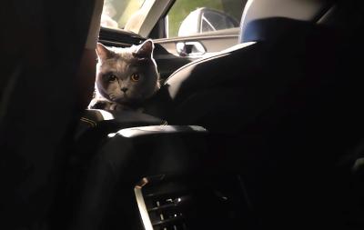 秭归-车里的蓝猫