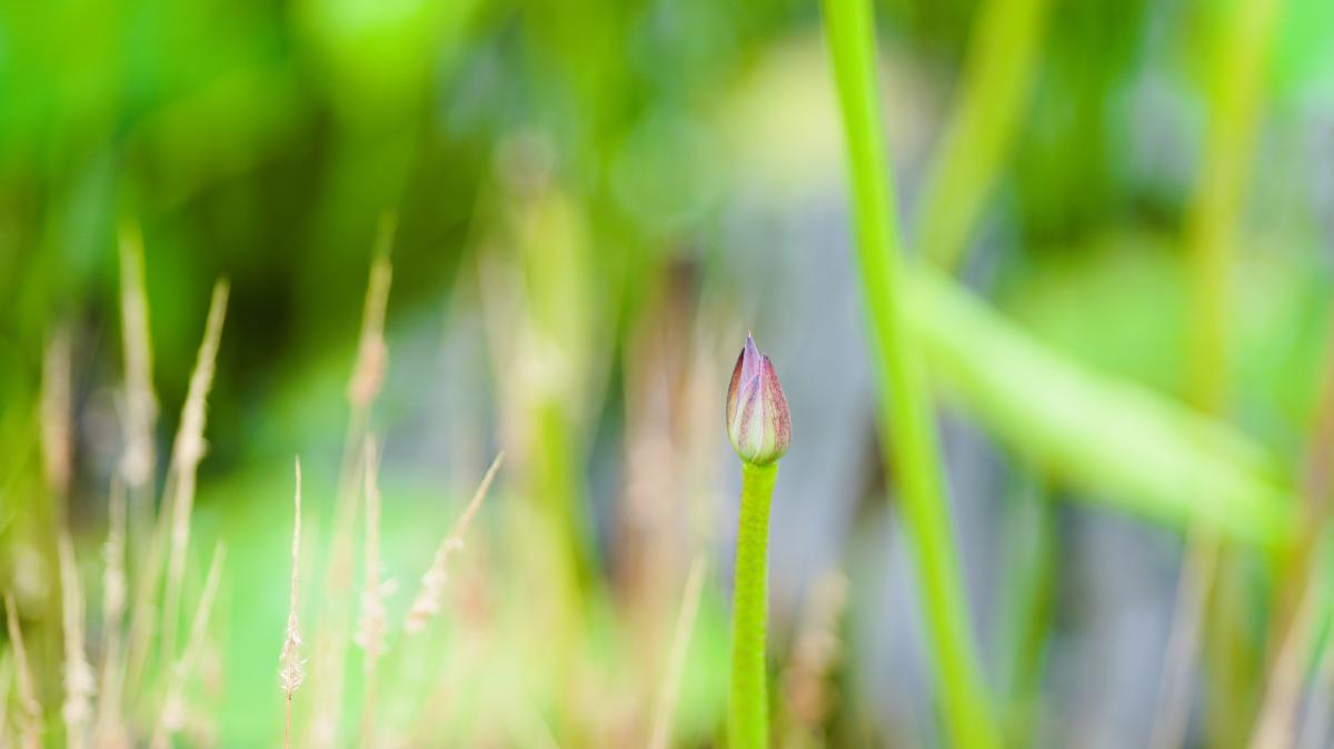 紫绿渐变的荷花花苞.JPG