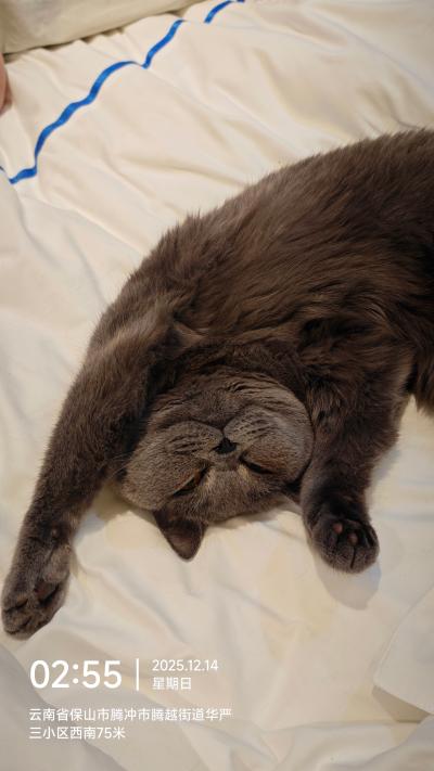 腾冲-床上睡觉的蓝猫