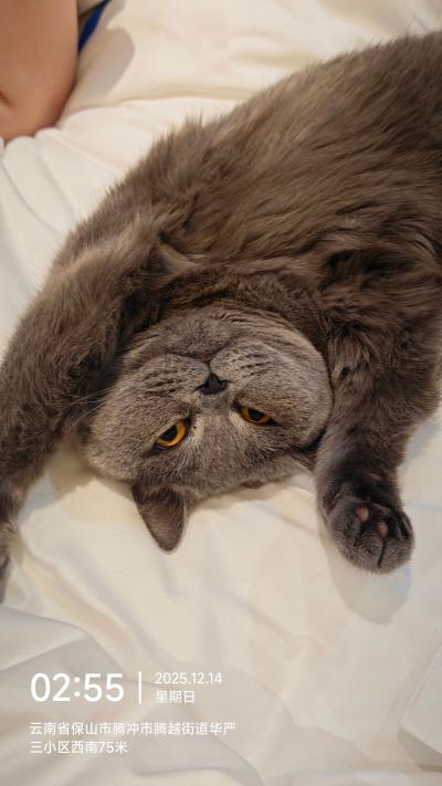 腾冲-床上翻肚皮的蓝猫