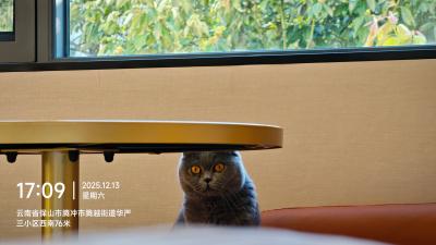 腾冲-桌下的蓝猫_3