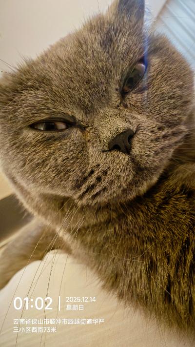 腾冲-蓝猫大脸特写