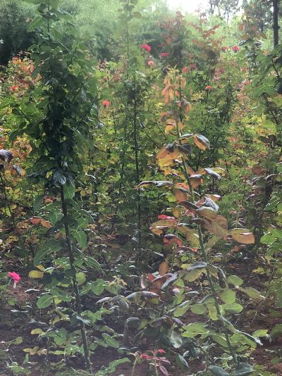 蓬莱-雨中的月季花丛_2