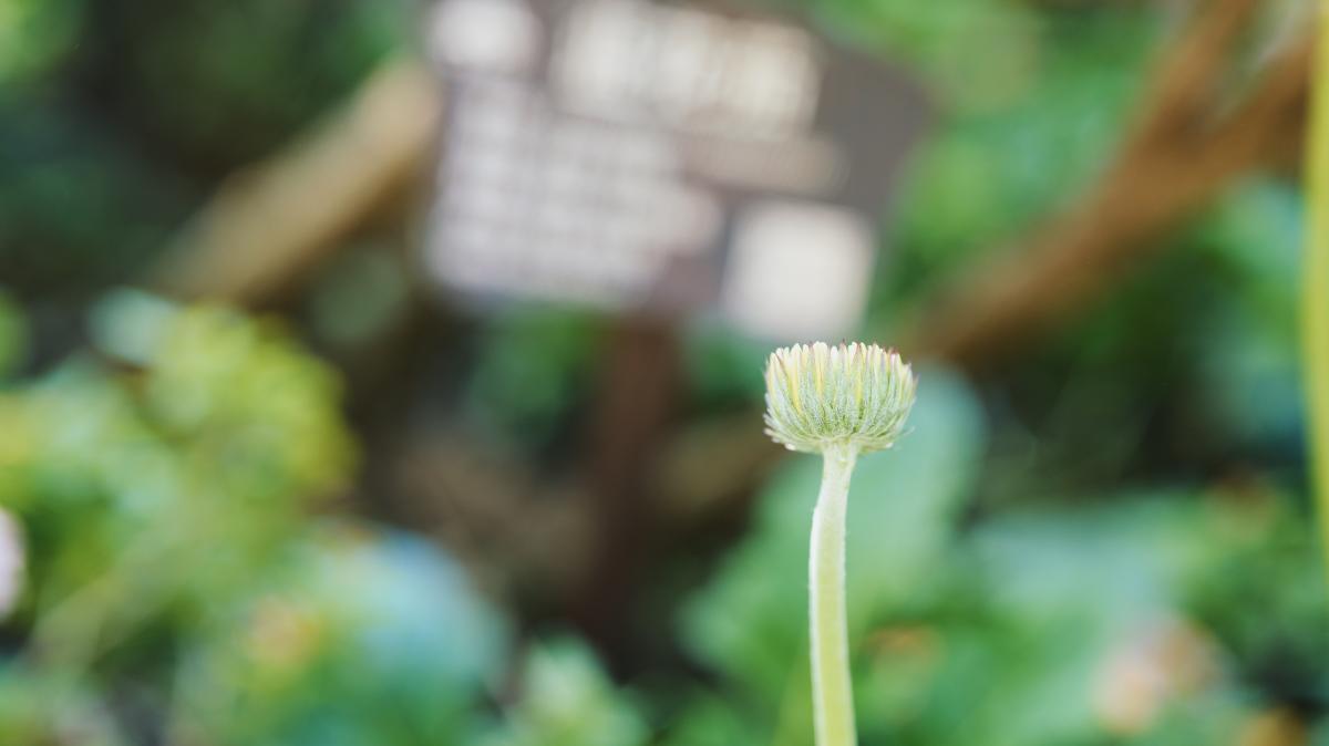 虚化背景前待放的雏菊花苞.JPG