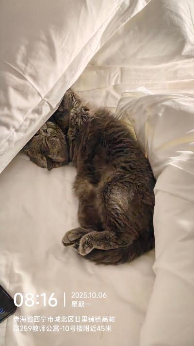 西宁-被窝里的蓝猫