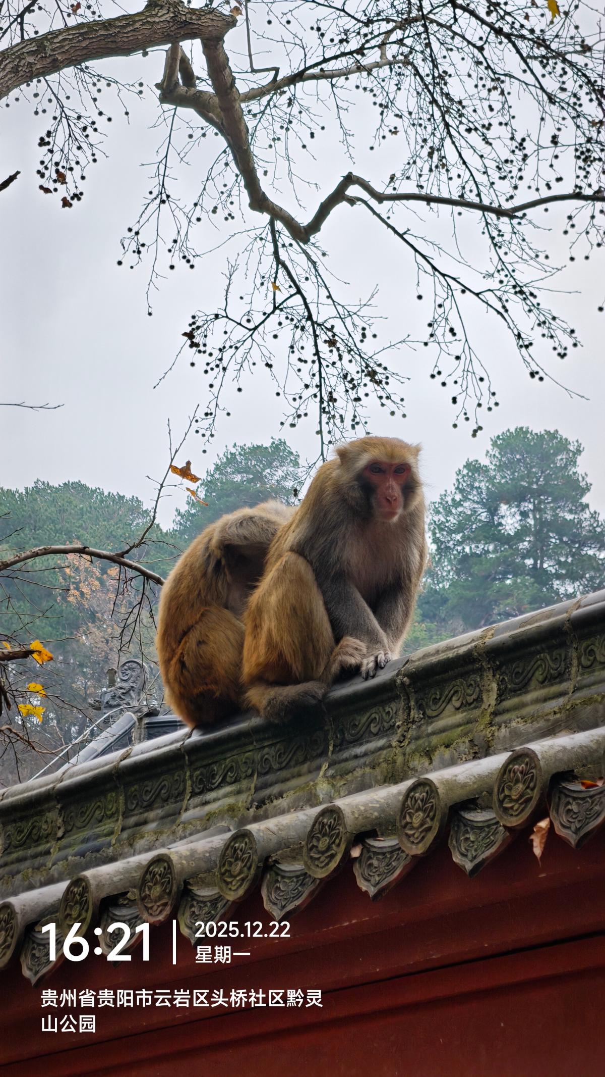 贵阳-黔灵山猕猴蹲坐古建筑屋顶.jpg
