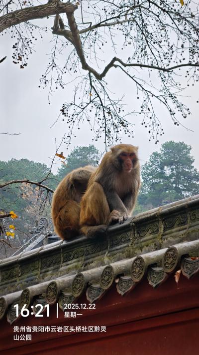 贵阳-黔灵山猕猴蹲坐古建筑屋顶