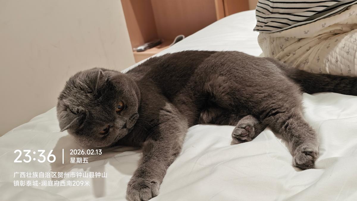 贺州-床上的蓝猫_4.jpg