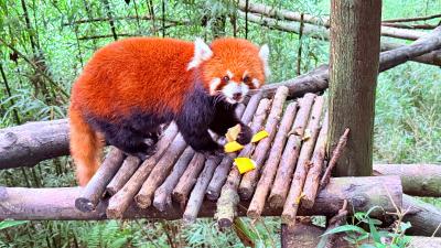 都江堰-吃苹果的小熊猫
