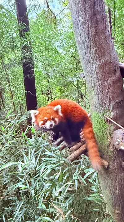 都江堰-小熊猫蹲坐竹林木架上