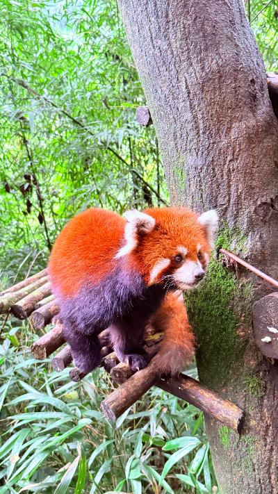 都江堰-爬树的小熊猫_4