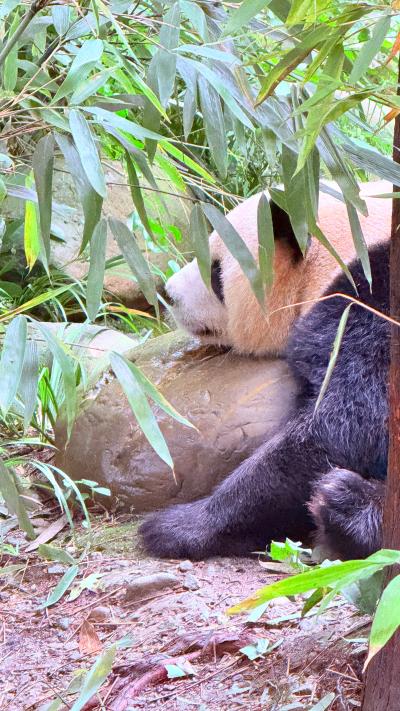 都江堰-趴在石头上的大熊猫