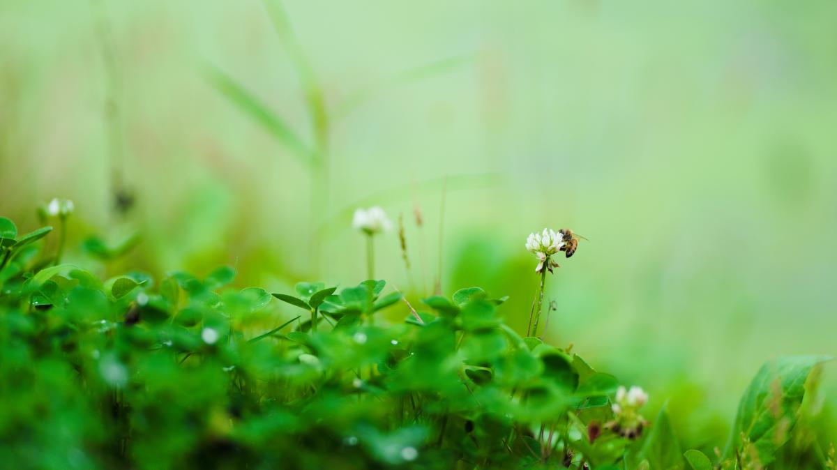 采蜜中的蜜蜂停在白色三叶草花上.JPG