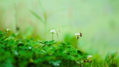 采蜜中的蜜蜂停在白色三叶草花上